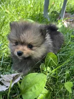 Kory, a male Pomeranian for sale in Dayton, OH – 4 of 4
