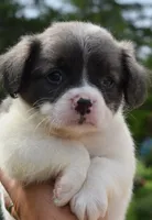 Zoey blue fluffy, a female Boston Terrier and French Bulldog for sale in Dayton, OH – 6 of 9
