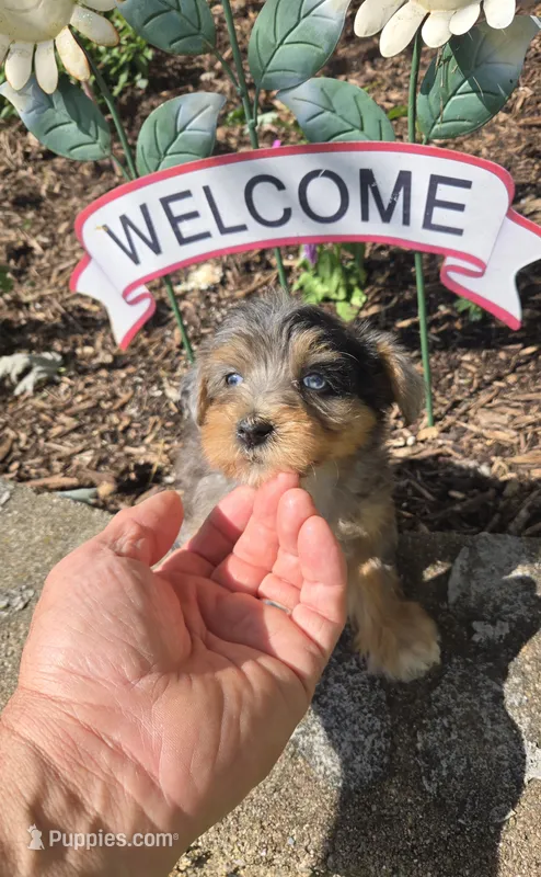Karla – Yorkipoo puppy for sale in Dayton, OH