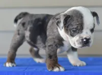 Tank mini bulldog hibrid, a male English Bulldog and Olde English Bulldogge for sale in Dayton, OH – 3 of 5