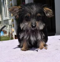 Chita, a female Yorkipoo for sale in Dayton, OH – 7 of 7