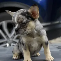 Cindy, a female Boston Terrier and French Bulldog for sale in Dayton, OH – 2 of 6