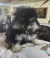 Tomas  pomeranian , a male Pomeranian for sale in Dayton, OH – Photo 3 of 6