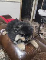 Tomas  pomeranian , a male Pomeranian for sale in Dayton, OH – Photo 2 of 6