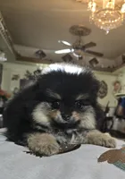 Tomas  pomeranian , a male Pomeranian for sale in Dayton, OH – Photo 4 of 6