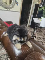 Tomas  pomeranian , a male Pomeranian for sale in Dayton, OH – Photo 6 of 6