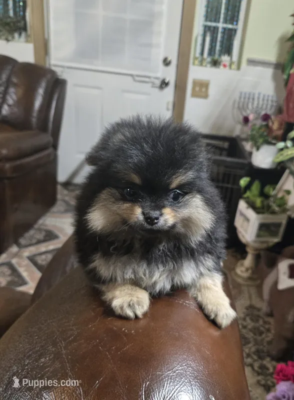 Tomas  pomeranian  – Pomeranian puppy for sale in Dayton, OH