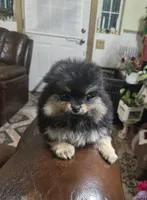 Tomas  pomeranian , a male Pomeranian for sale in Dayton, OH – Photo 1 of 6