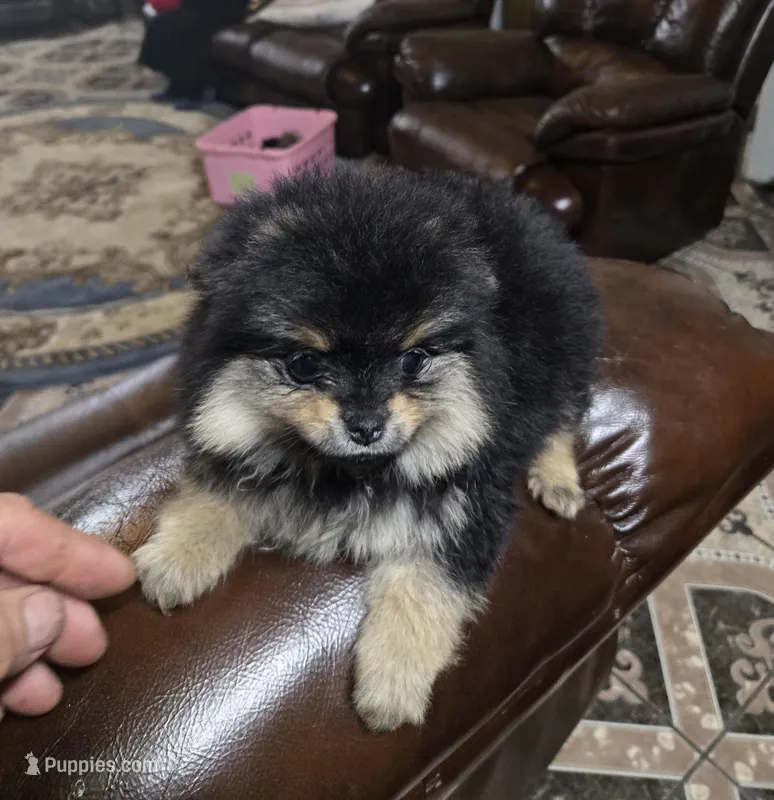 Tomasa pomeranian  – Pomeranian puppy for sale in Dayton, OH