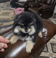 Tomas  pomeranian , a male Pomeranian for sale in Dayton, OH – Photo 5 of 6