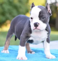Hercules buldog hibrid, a male English Bulldog and French Bulldog for sale in Dayton, OH – 1 of 6