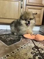 Toby, a male Pomeranian for sale in Dayton, OH – 2 of 4
