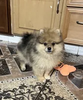 Toby, a male Pomeranian for sale in Dayton, OH – 4 of 4