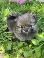 Daisy, a female Pomeranian for sale in Dayton, OH – 1 of 5