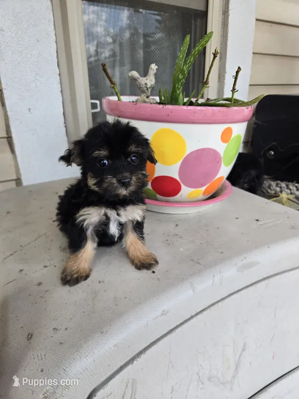 Mia – Yorkipoo puppy for sale in Dayton, OH