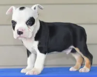 Bruno mini bulldog hibrid, a male English Bulldog and Olde English Bulldogge for sale in Dayton, OH – 2 of 4