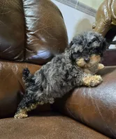 Sabrina Akc registration , a female Poodle - Toy  for sale in Dayton, OH – Photo 6 of 6