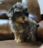 Sabrina Akc registration , a female Poodle - Toy  for sale in Dayton, OH – Photo 1 of 6