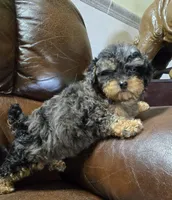 Sabrina Akc registration , a female Poodle - Toy  for sale in Dayton, OH – Photo 5 of 6