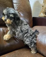 Sabrina Akc registration , a female Poodle - Toy  for sale in Dayton, OH – Photo 4 of 6