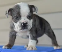 Tank mini bulldog hibrid, a male English Bulldog and Olde English Bulldogge for sale in Dayton, OH – 2 of 5