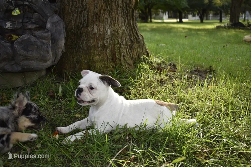 Millo – Boston Terrier puppy for sale in Dayton, OH