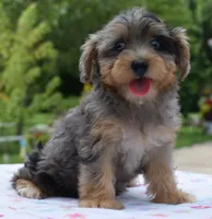 Sapphire yorkipoo  blue eyes puppy , a female Yorkipoo and Poodle - Toy  for sale in Dayton, OH – 5 of 10