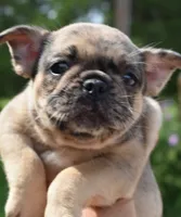 Tanka, a female Boston Terrier and French Bulldog for sale in Dayton, OH – 7 of 9