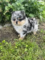 Buddy , a male Pomeranian for sale in Dayton, OH – 2 of 6
