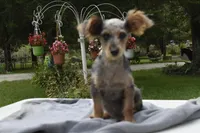 Conan , a male Yorkipoo for sale in Dayton, OH – 4 of 7