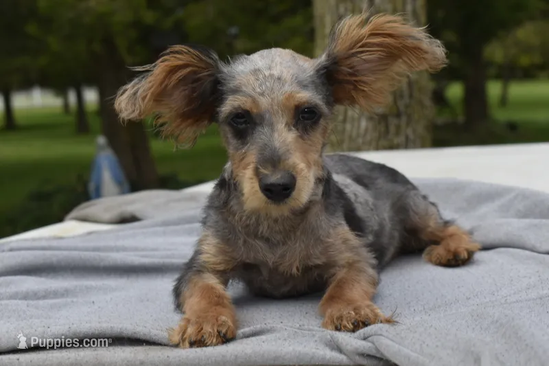 Conan  – Yorkipoo puppy for sale in Dayton, OH