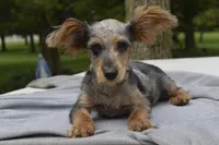 Conan , a male Yorkipoo for sale in Dayton, OH – 1 of 7