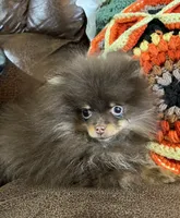 Tiny, a male Pomeranian for sale in Dayton, OH – Photo 7 of 9