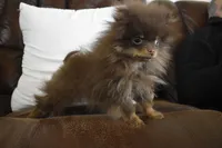 Tiny, a male Pomeranian for sale in Dayton, OH – Photo 2 of 9