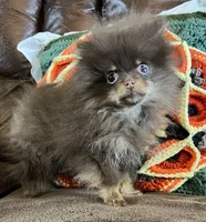 Tiny, a male Pomeranian for sale in Dayton, OH – Photo 8 of 9