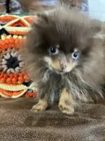 Tiny, a male Pomeranian for sale in Dayton, OH – Photo 4 of 9