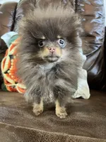 Tiny, a male Pomeranian for sale in Dayton, OH – Photo 3 of 9