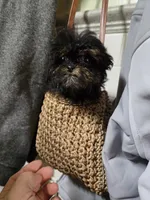 Mauffin teacup , a male Shihpoo for sale in Dayton, OH – Photo 2 of 4
