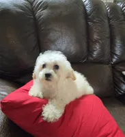 Pamela toypoodle , a female Poodle - Toy  for sale in Dayton, OH – 6 of 6