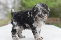 Bentley, a male Cockapoo and Poodle - Toy  for sale in Dayton, OH – 5 of 5