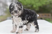 Bentley, a male Cockapoo and Poodle - Toy  for sale in Dayton, OH – 4 of 5