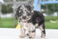 Bentley, a male Cockapoo and Poodle - Toy  for sale in Dayton, OH – 1 of 5