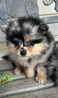 Buddy , a male Pomeranian for sale in Dayton, OH – 3 of 6
