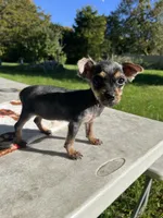 Tiny , a female Yorkshire Terrier and Poodle - Toy  for sale in Dayton, OH – 5 of 9