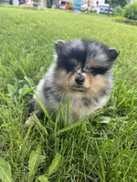 Buddy , a male Pomeranian for sale in Dayton, OH – 4 of 6