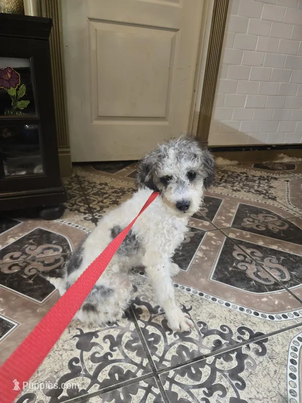 Palomino toypoodle  – Poodle - Toy  puppy for sale in Dayton, OH