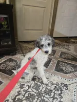 Palomino mineature  poodle , a male Poodle - Toy  for sale in Dayton, OH – Photo 1 of 2