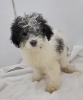 Palomino, a male Poodle - Toy  for sale in Dayton, OH – Photo 1 of 4