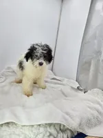 Palomino, a male Poodle - Toy  for sale in Dayton, OH – Photo 4 of 4