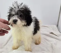 Palomino, a male Poodle - Toy  for sale in Dayton, OH – Photo 2 of 4